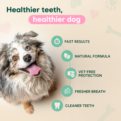Pet dental spray